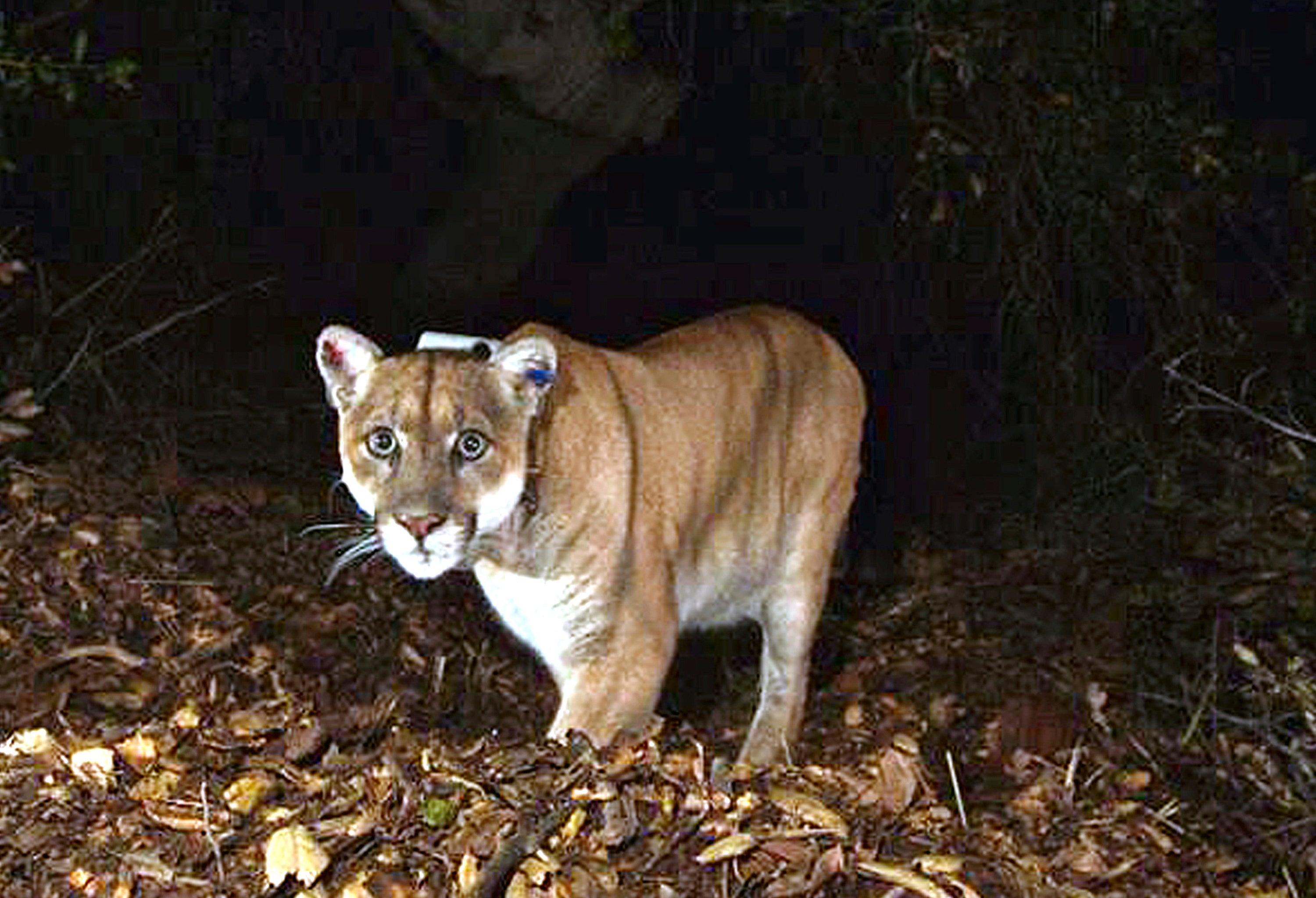 This November 2014, file photo provided by the US National Park Service shows a mountain lion known as P-22