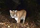 Woman killed by mountain lion in first fatal attack in 27 years, authorities believe