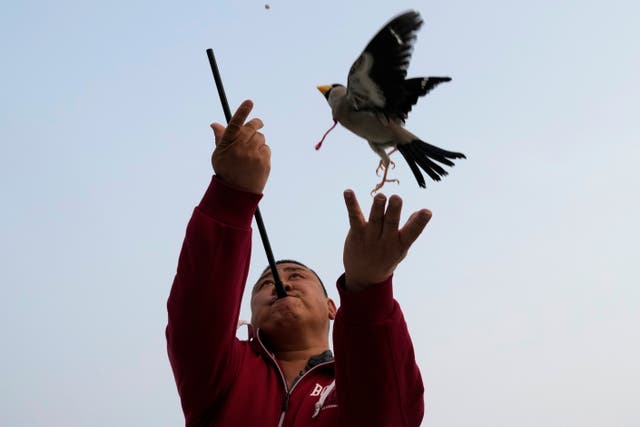 China Bird Man Photo Gallery