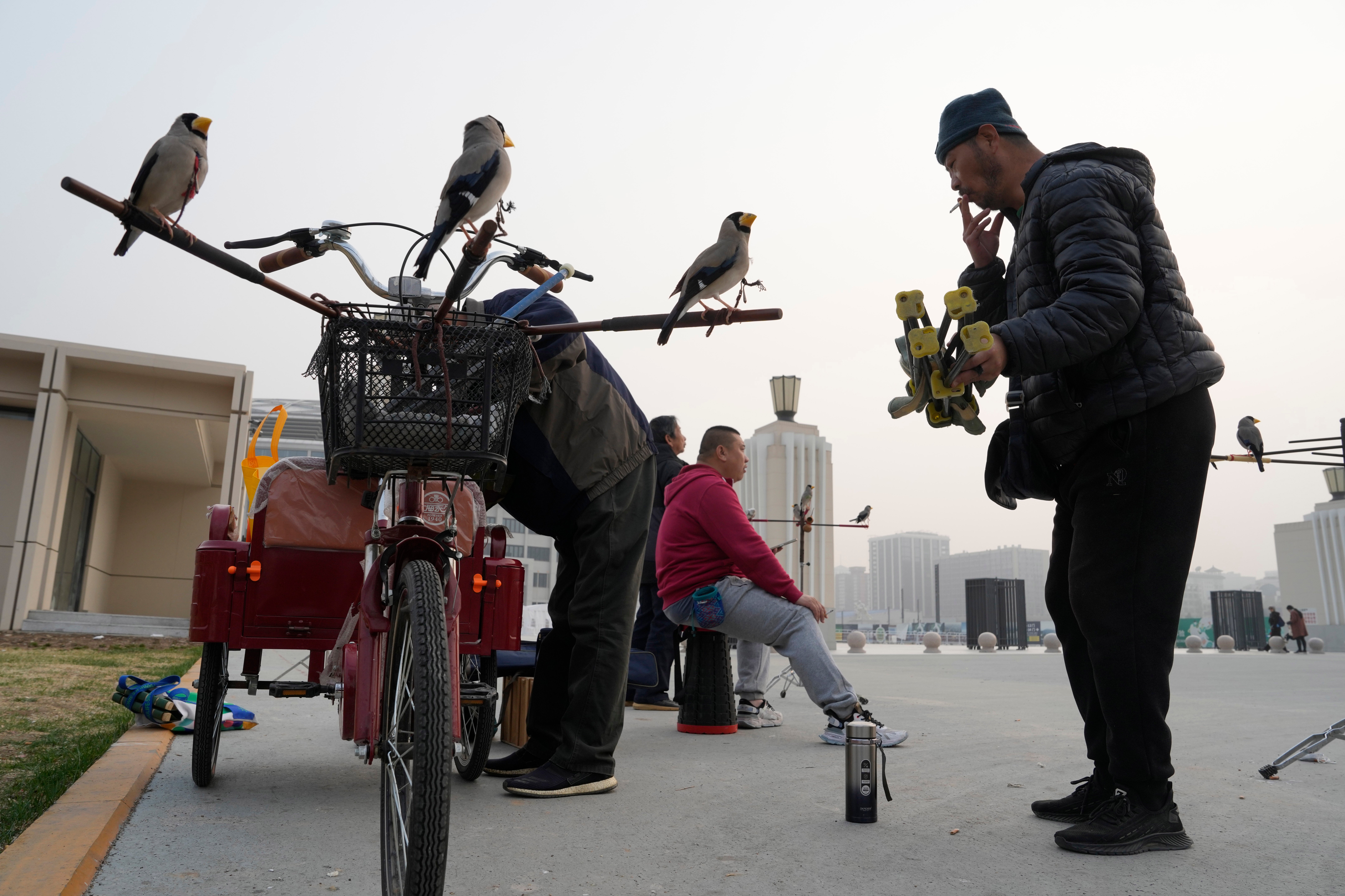 China Bird Man Photo Gallery