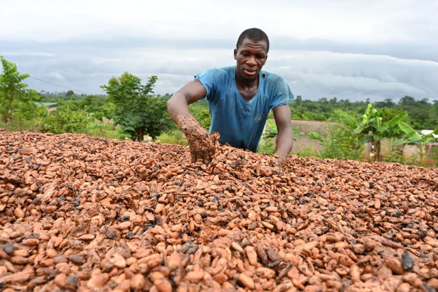 <p>A cocoa farmer dries cocoa beans in the village of Satikran, in eastern Côte d’Ivoire. </p>