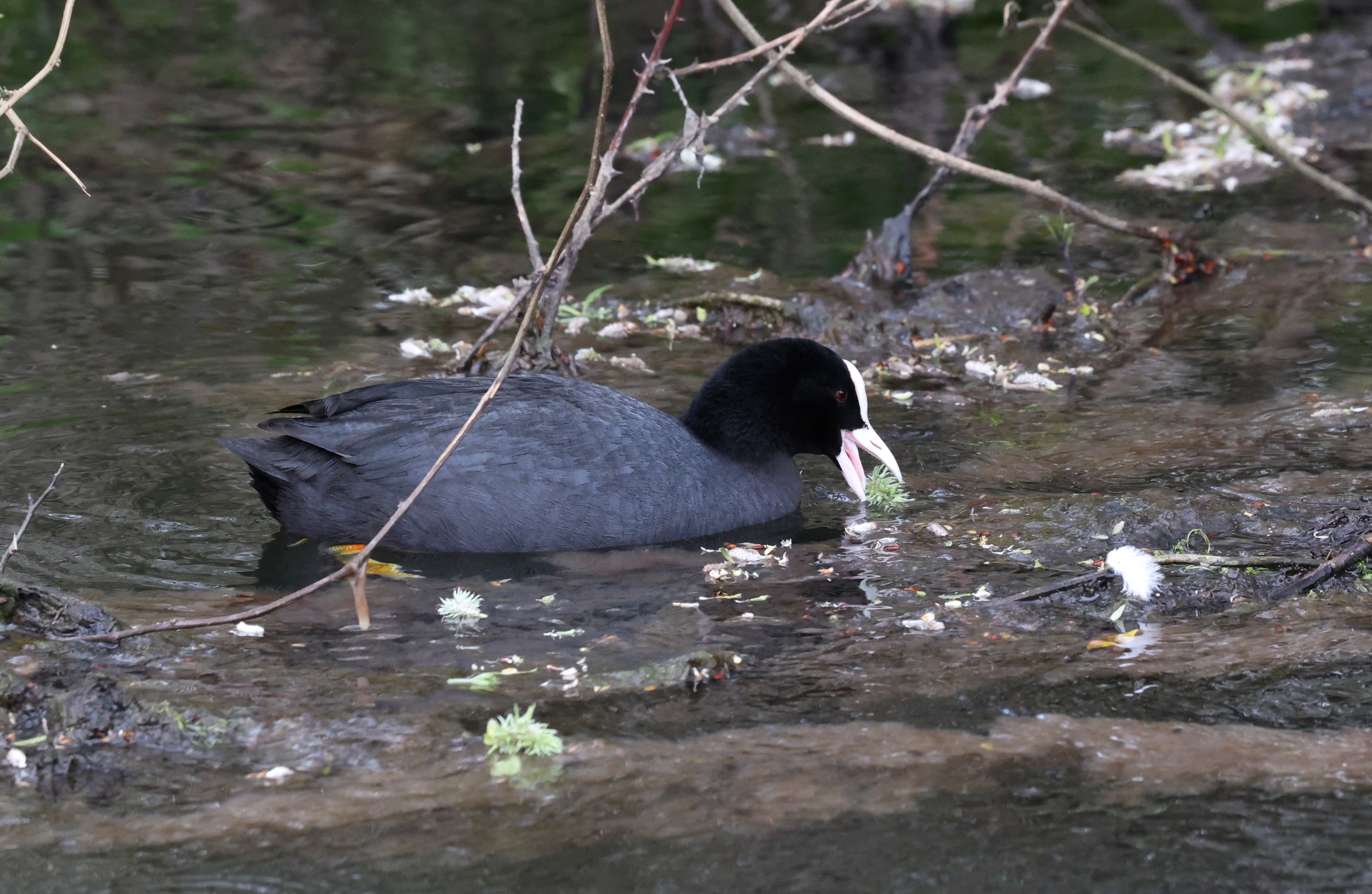<p>A coot feeds in the sewage polluted waters of the River Colne, near Maple Cross</p>