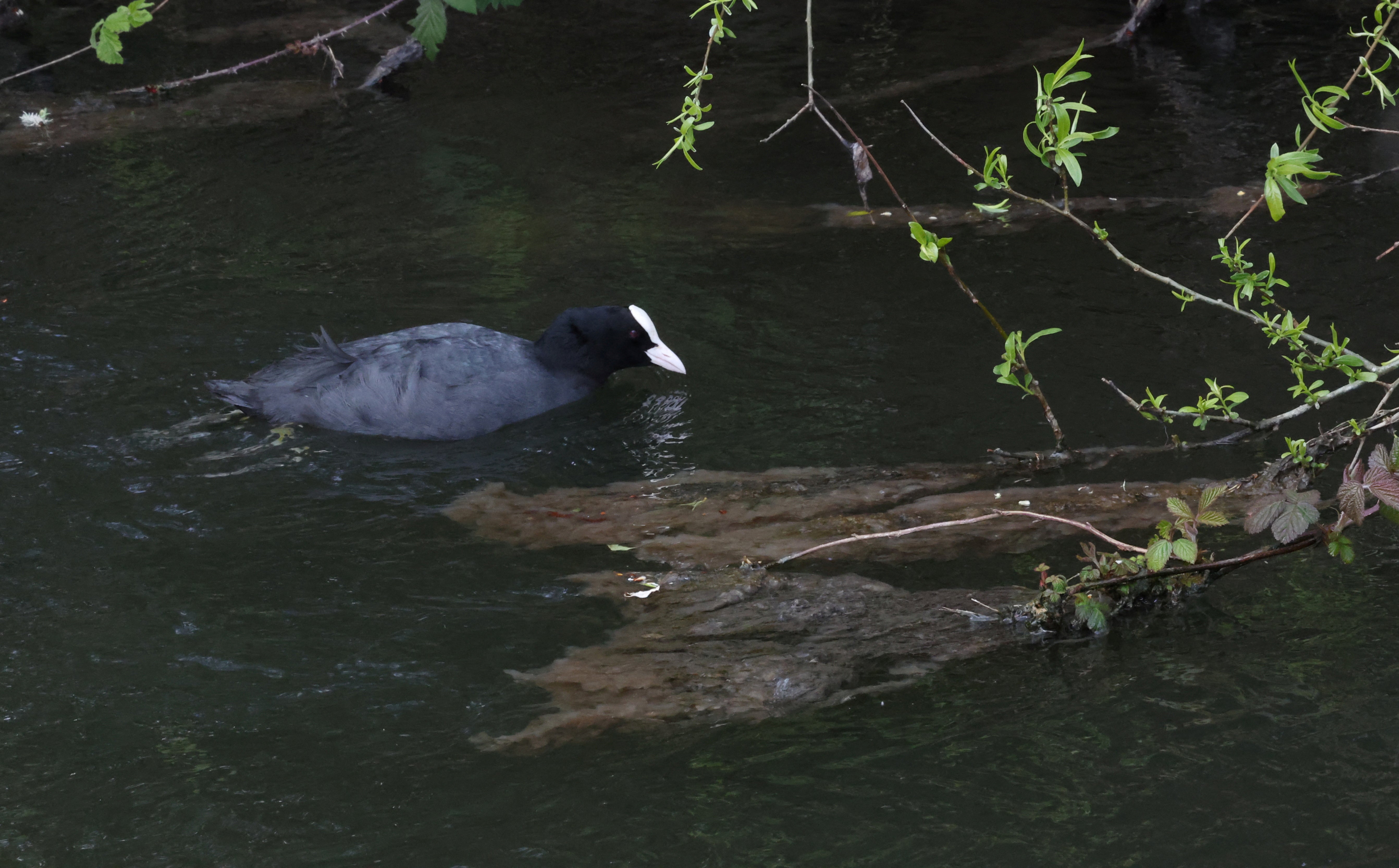 A coot feeds in the sewage polluted waters of the River Colne, near Maple Cross, Herts