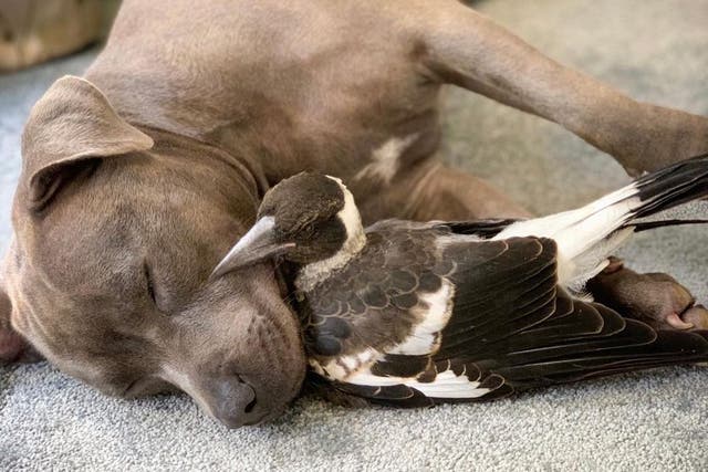 <p>Molly the magpie formed an unlikely but strong bond with Staffordshire bull terrier Peggy</p>