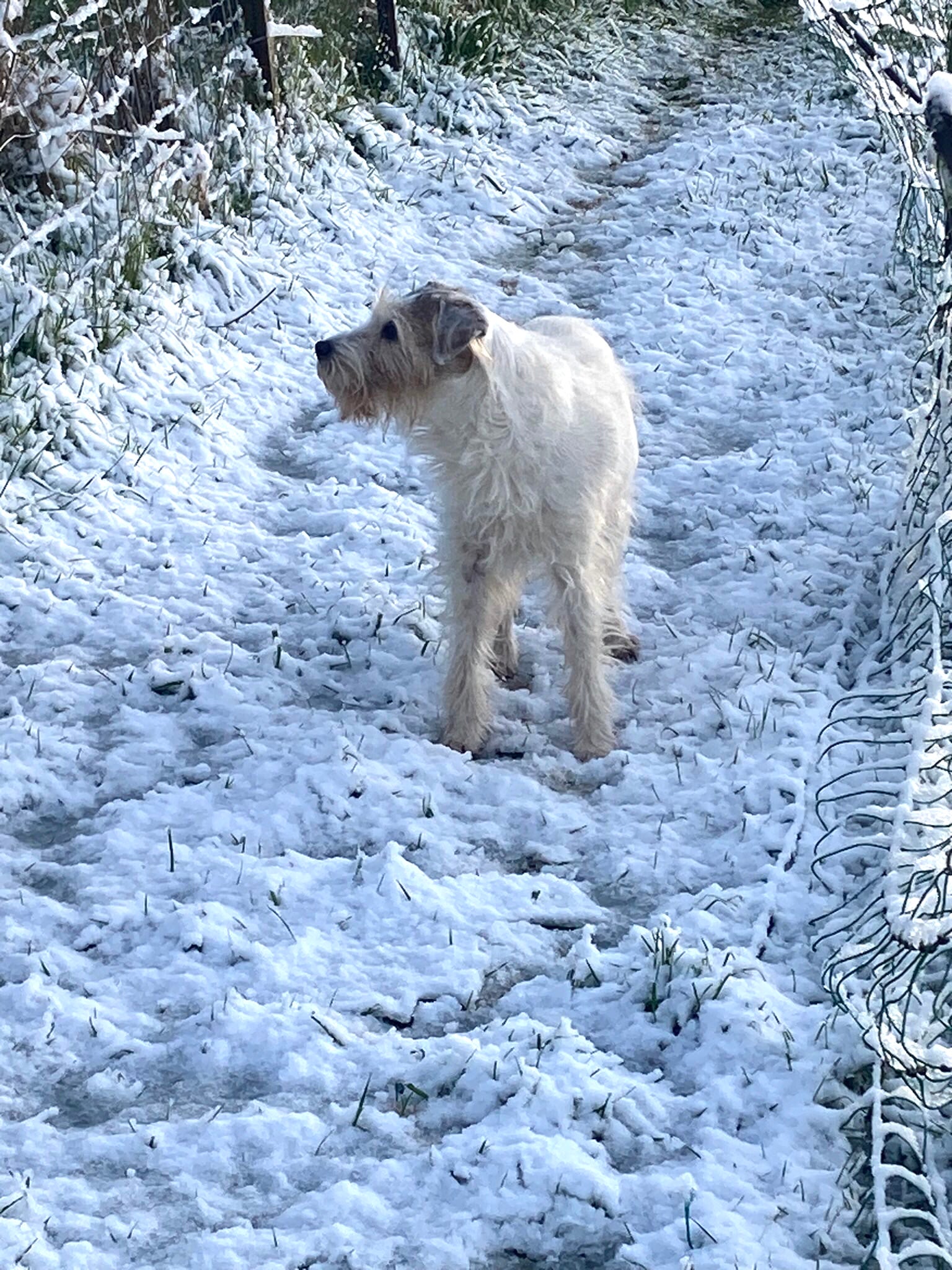 Snowy conditions near Bideford this morning