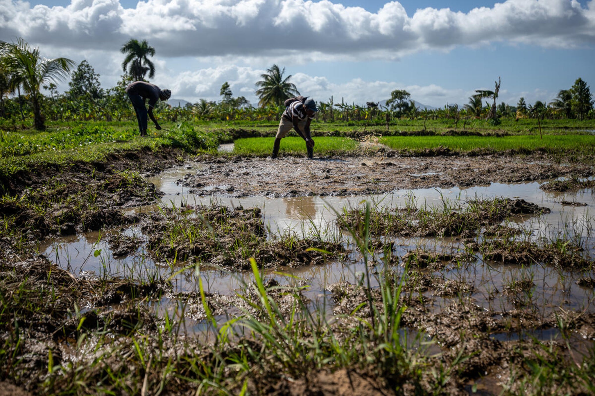 Farmers work the land on a World Food Programme-assisted farm in northern Haiti