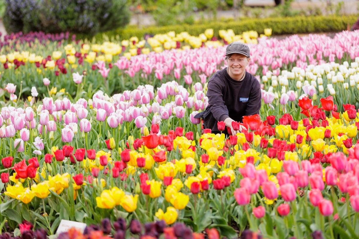 11 great gardens to see tulips in all their glory