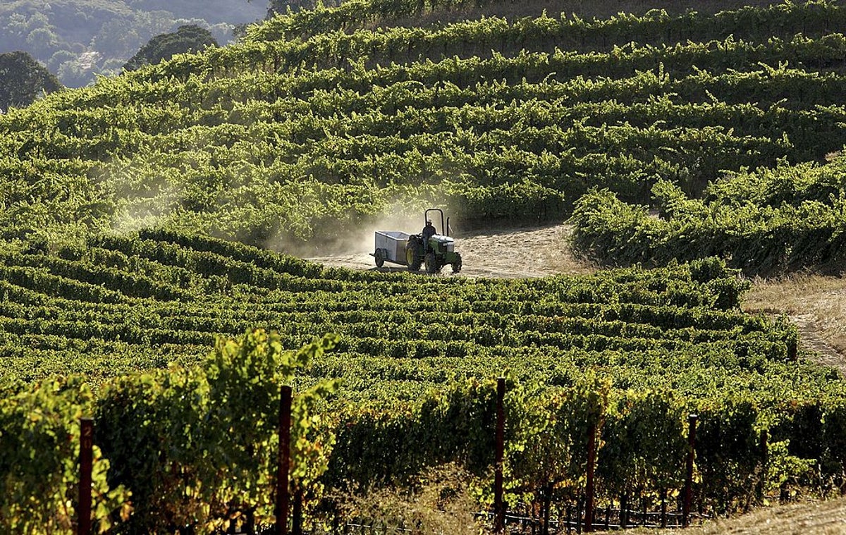Your favorite wine could disappear thanks to climate change. These are the areas most at risk