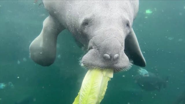 <p>Watch: Rare manatee sea cow enjoys new home at French zoo.</p>