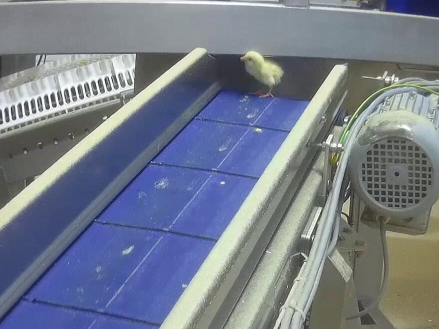 Chicks are sent to a macerator alive it is claimed