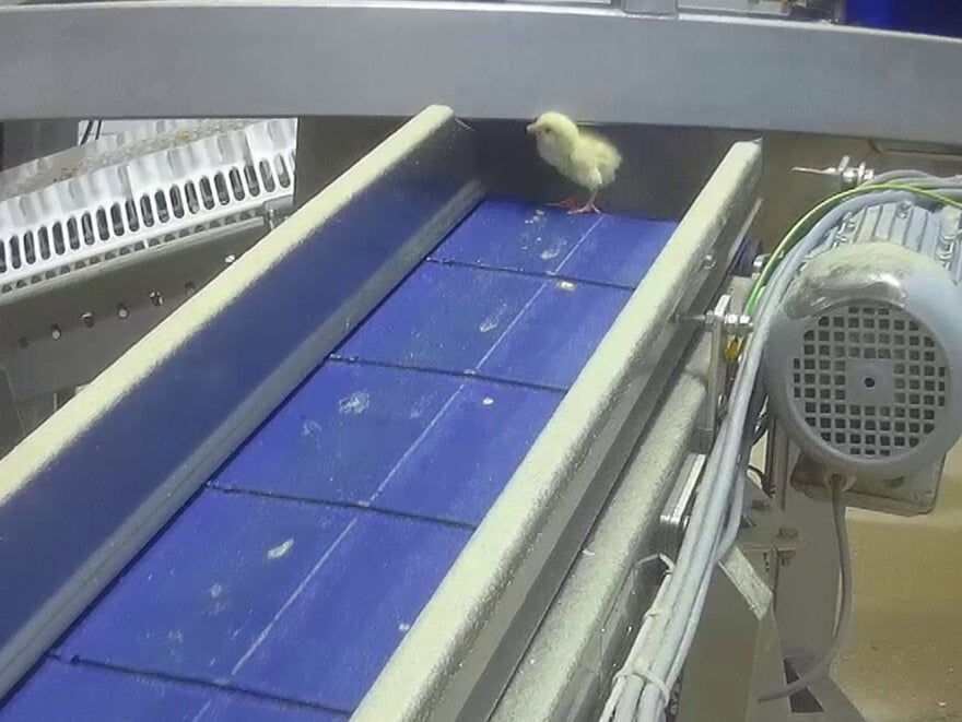 Chicks killed, crushed and trodden on at award-winning hatchery ...