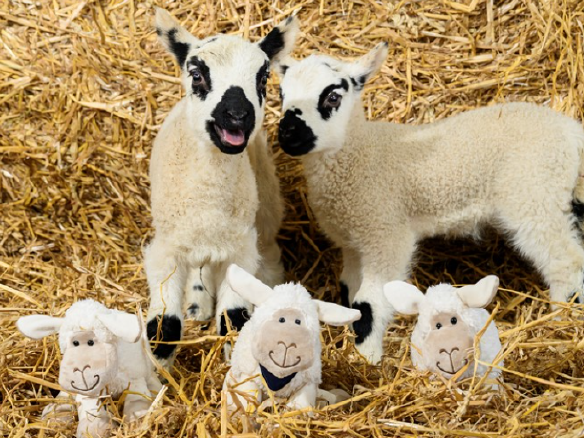 Find the cuddly lambs to win a prize