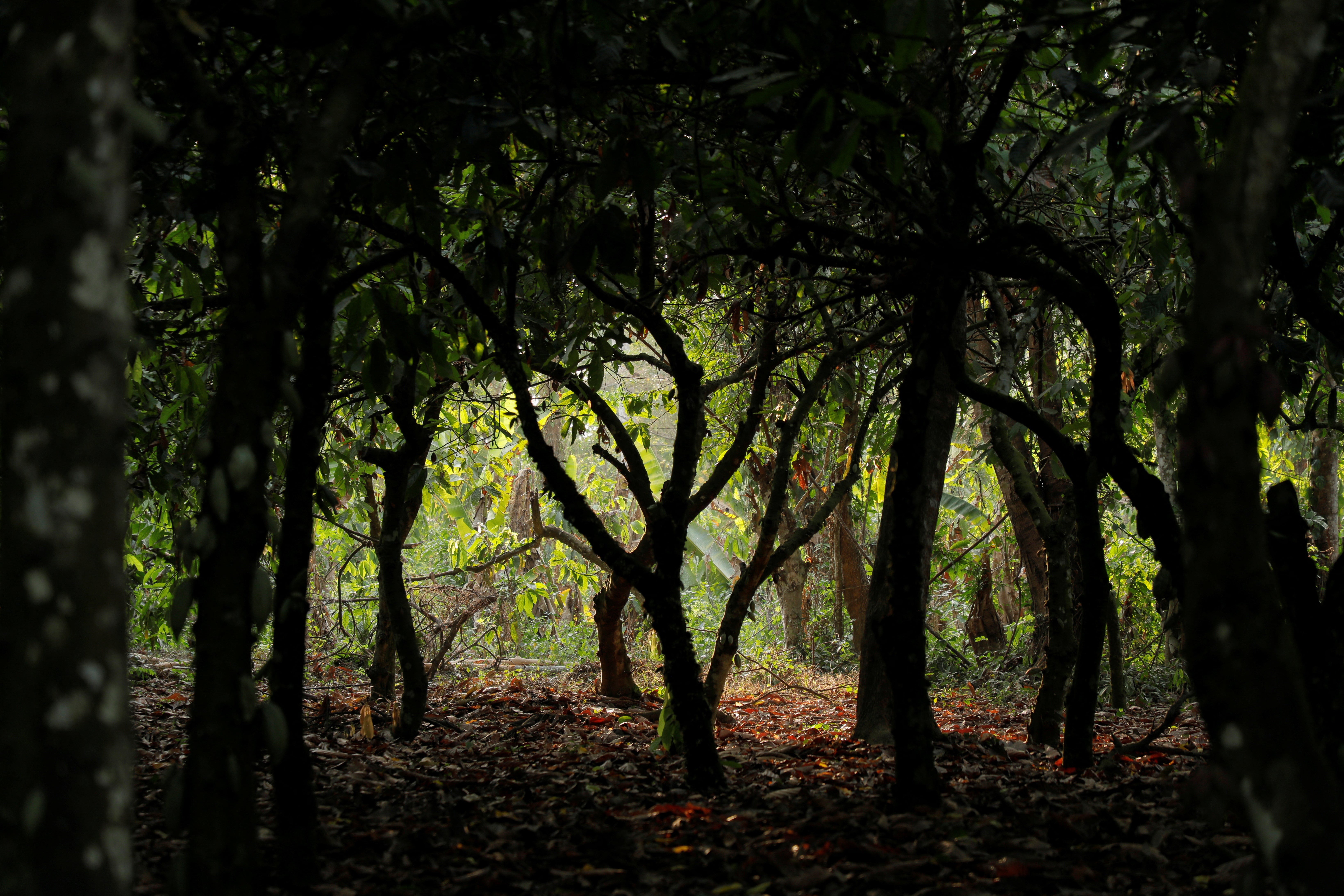 Trees stand in a cocoa farm in Osino in the Eastern region