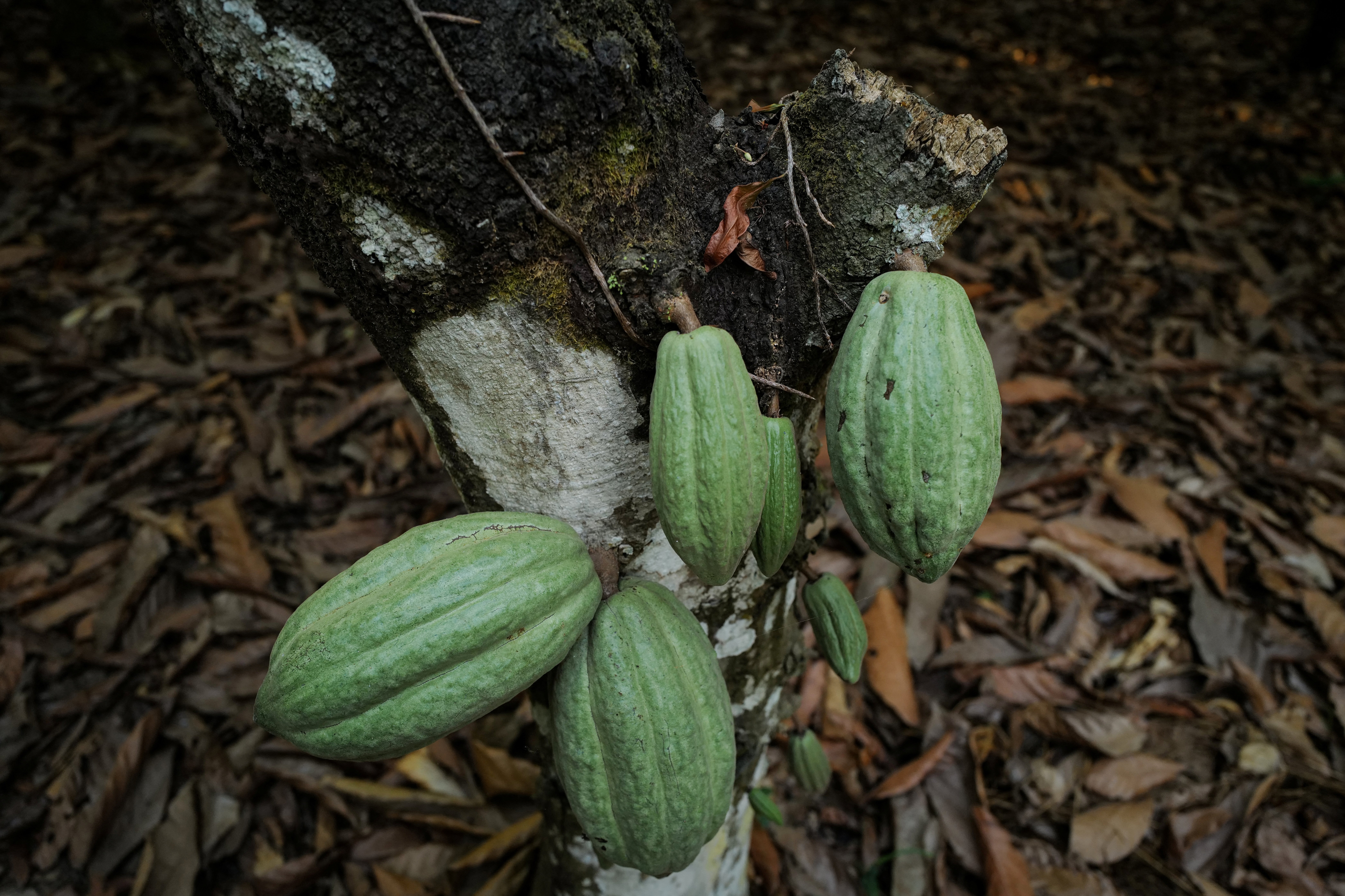 Cocoa pods grow on a farm hit by swollen shoot disease in Osino