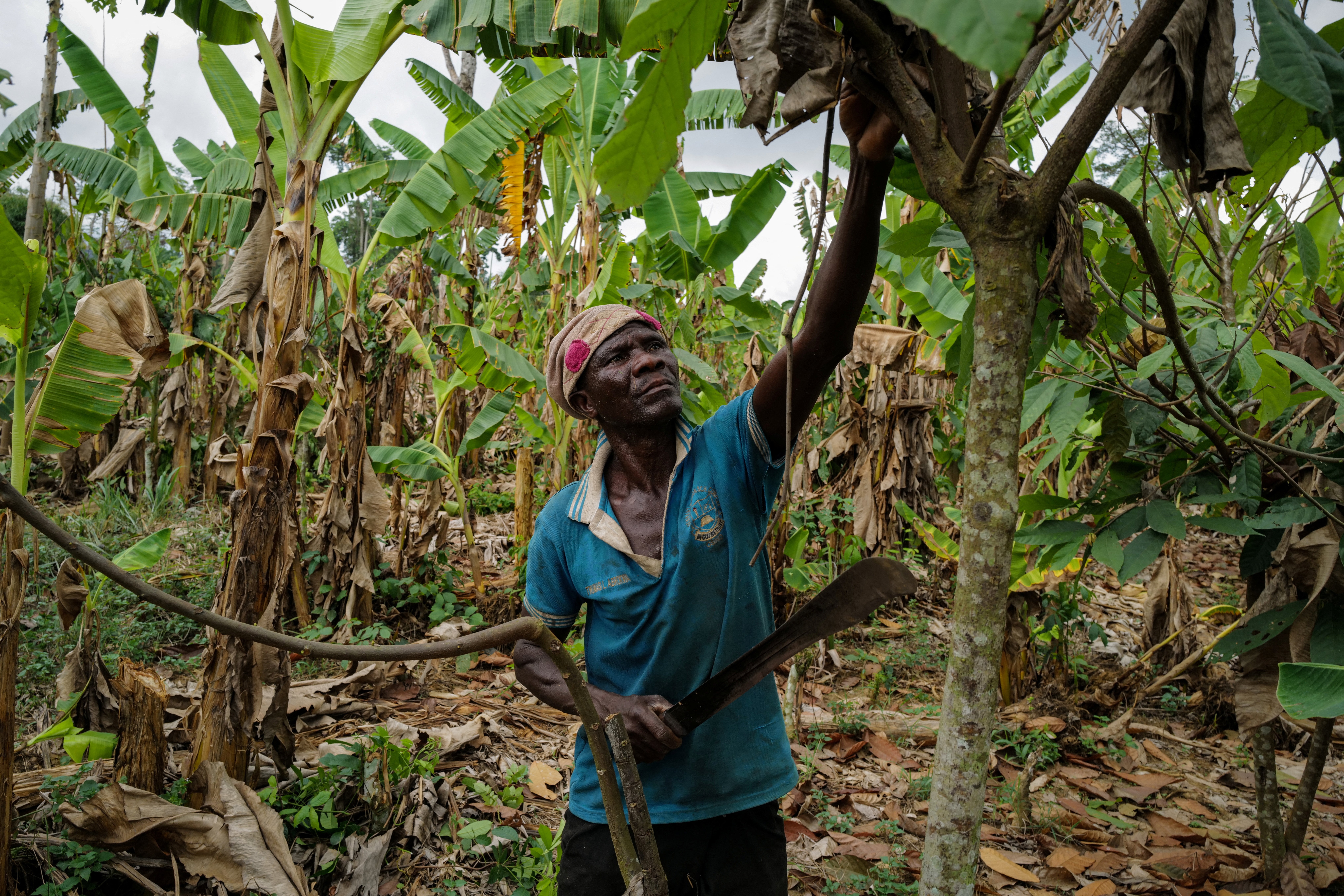 Mahama Ousmanu, 58, a farmer, works on a rehabilitated cocoa farm in Kwabeng in the Eastern region in Ghana