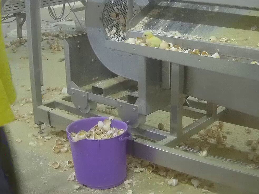 The site handles up to 370,000 baby birds a day