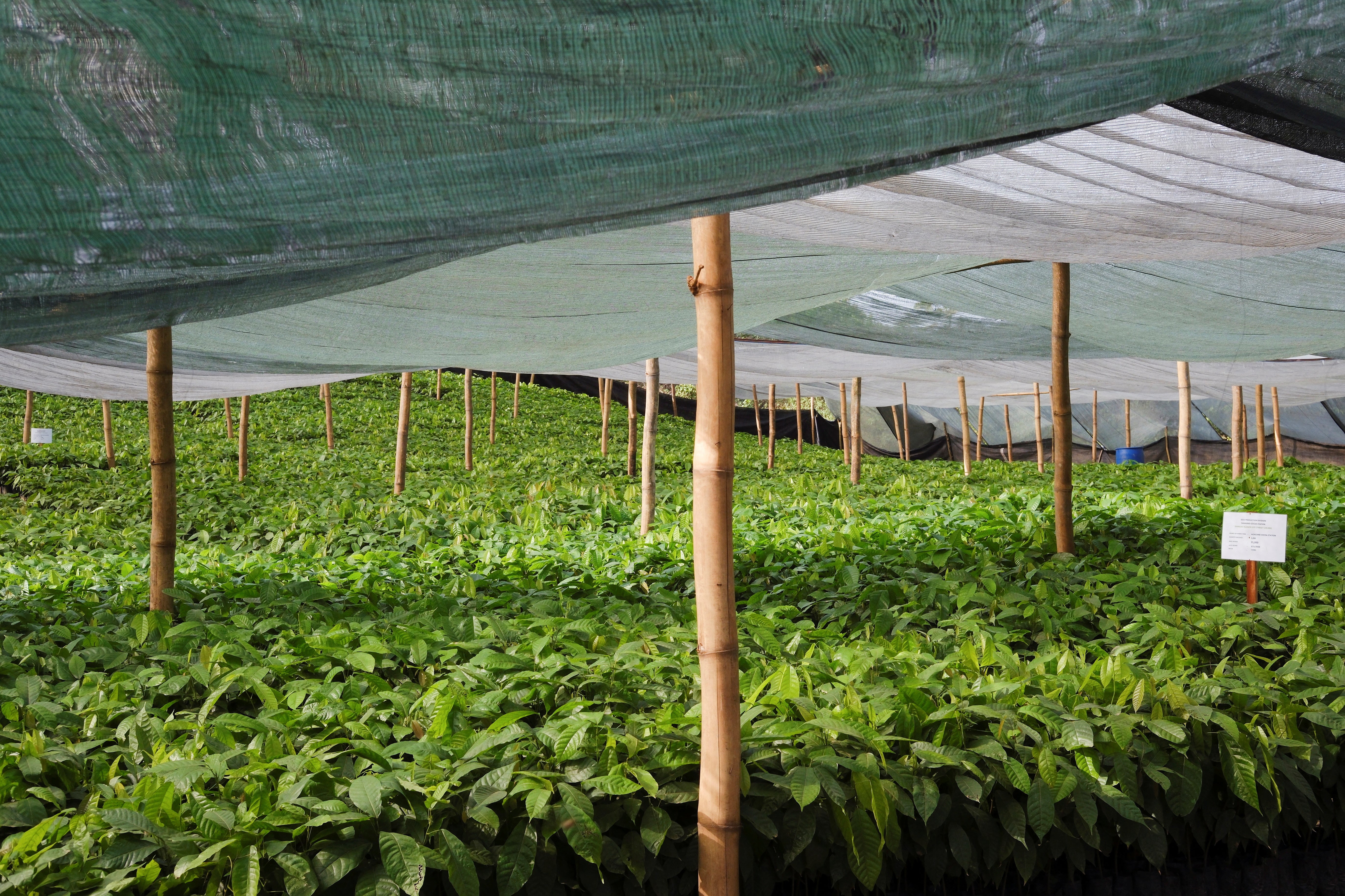 A view of a nursery where hybrid cocoa seedlings are grown, in the Samreboi community in the Western region