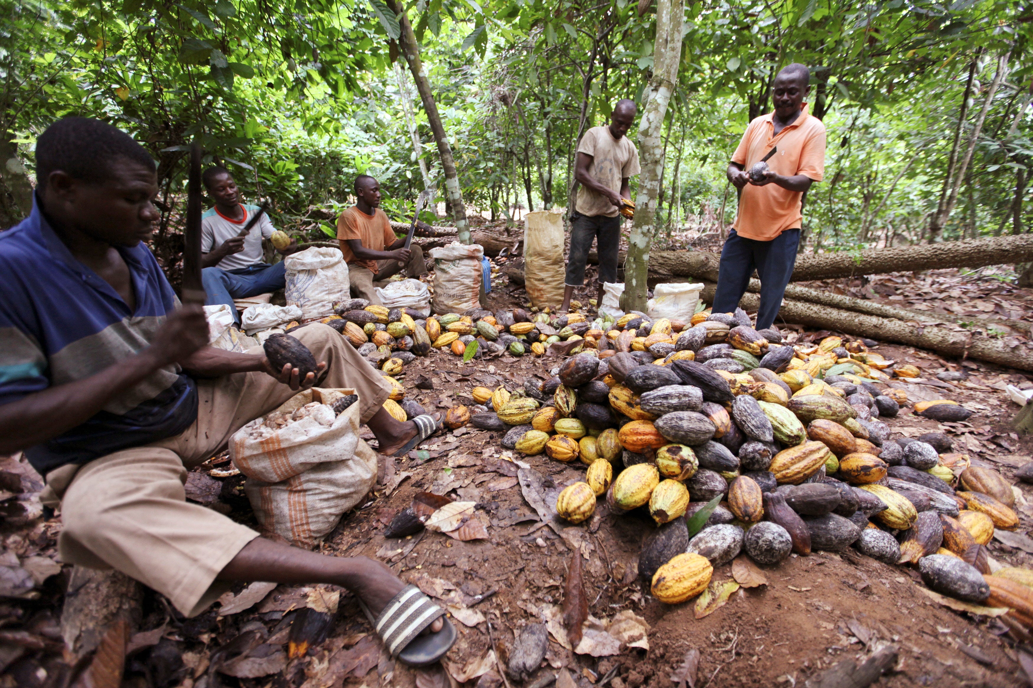 Cocoa farmers in San Pedro, western Ivory Coast