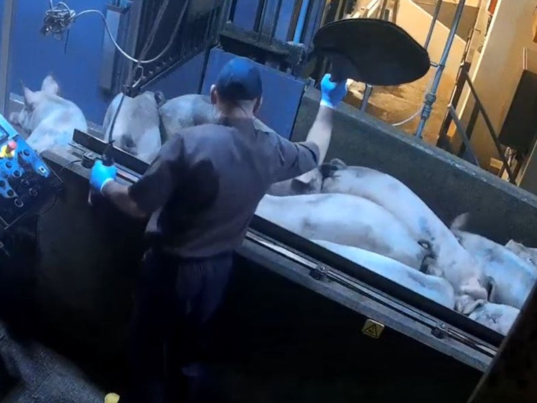 A worker prepares to hit the pigs