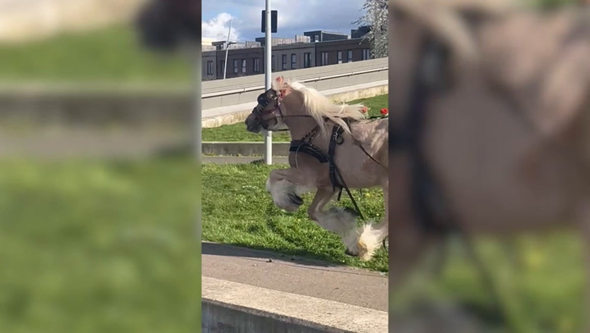 Horse causes chaos in London park after breaking free of carriage thumbnail
