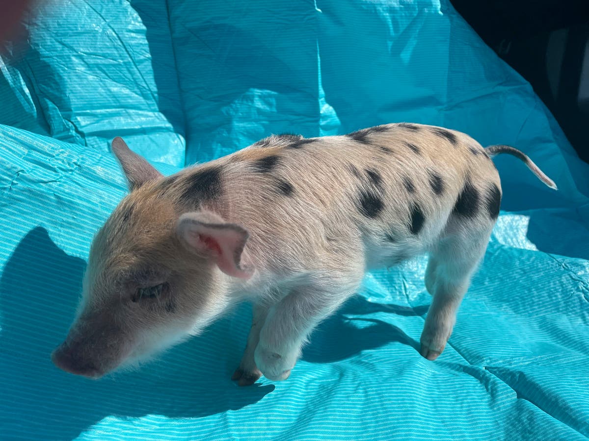 Calls for ‘Ozempig’ mascot to change name amid fat-shaming row