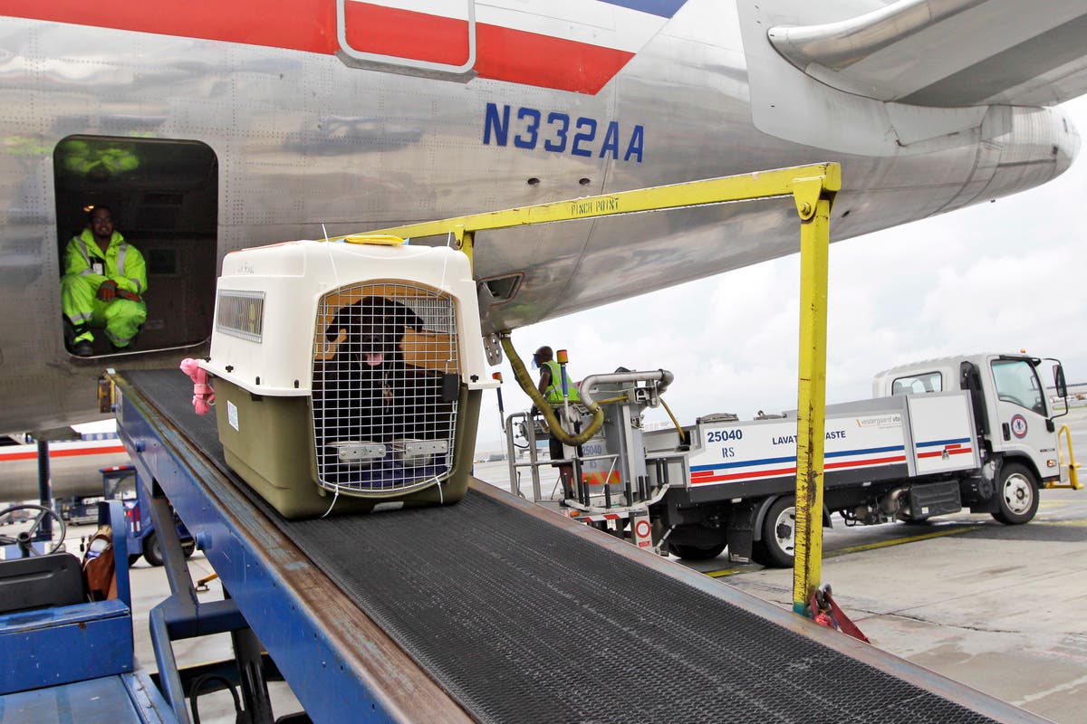 A big airline is relaxing its pet policy