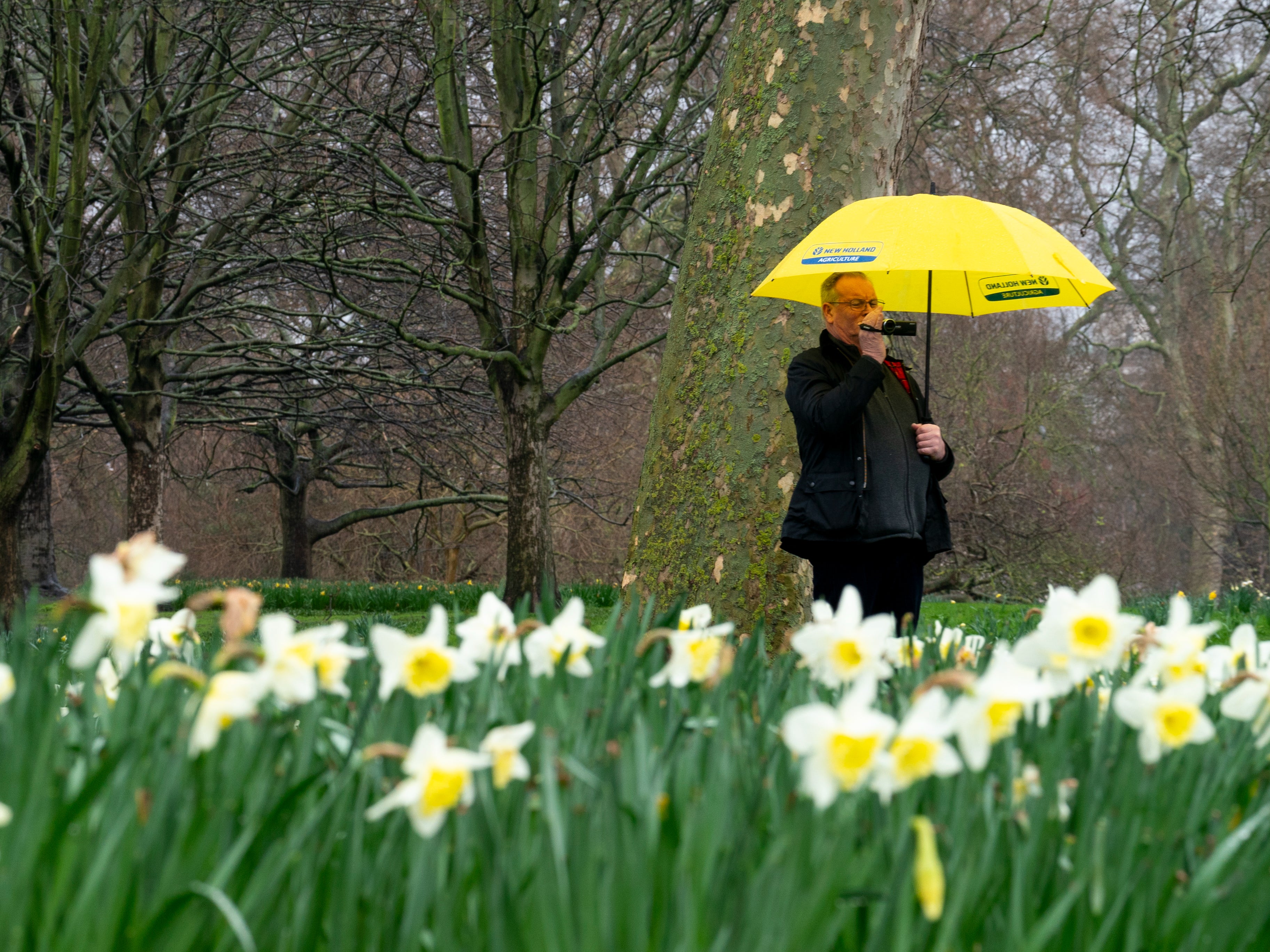 Spring daffodils are almost over but the rain has been persistent