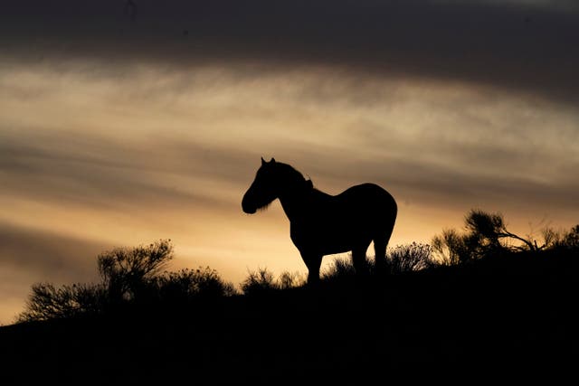 Wild Horses Roundup Deaths
