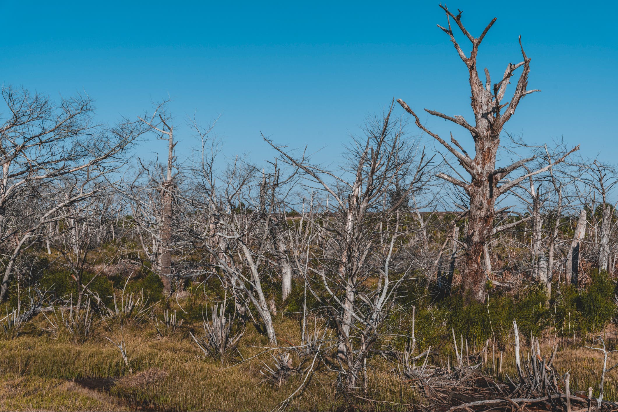 Natural disaster declared in Atlanta area as severe drought causes crop failures - Vimarsana News