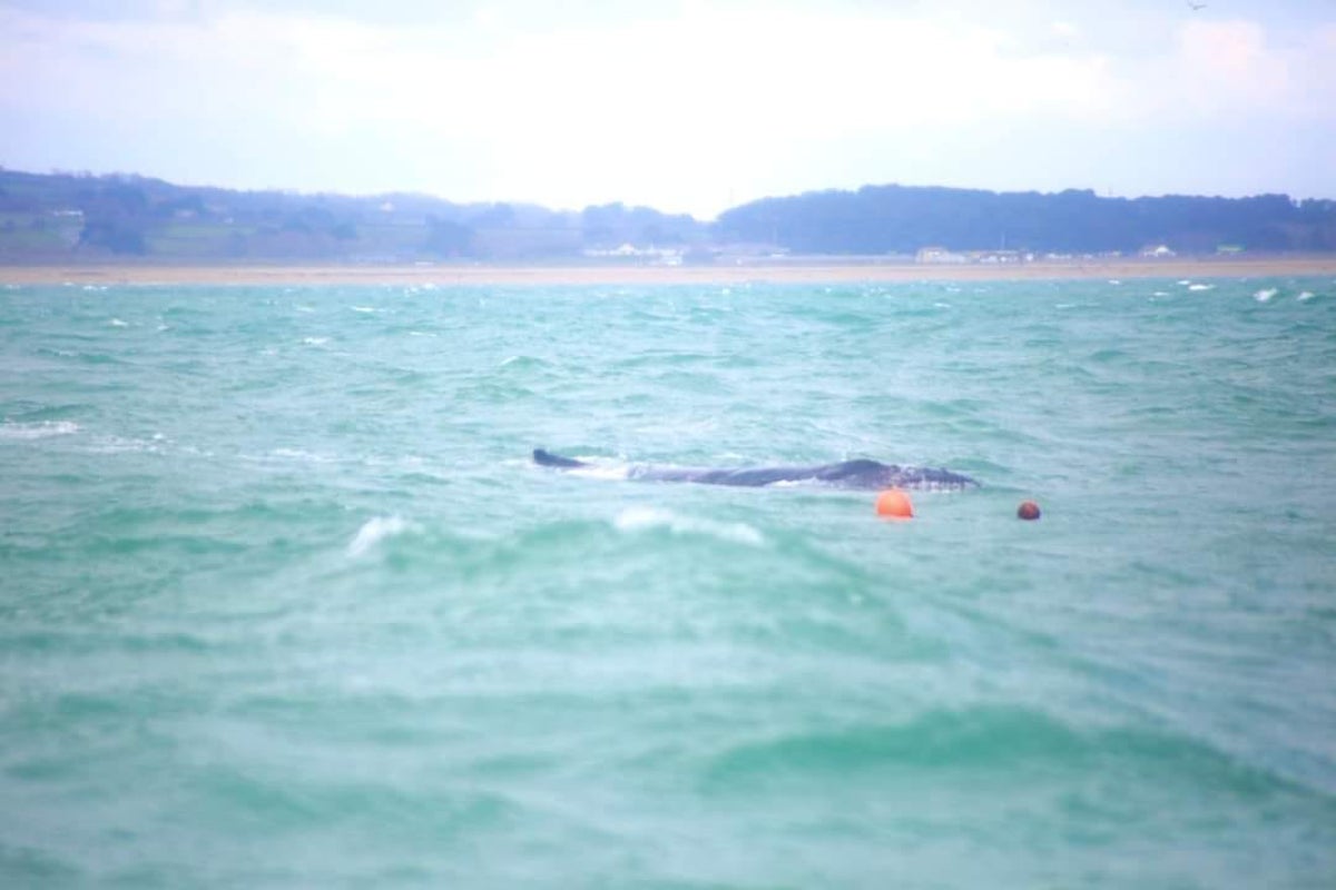 Entangled humpback whale caught in fishing rope dramatically freed by lifeboat volunteers