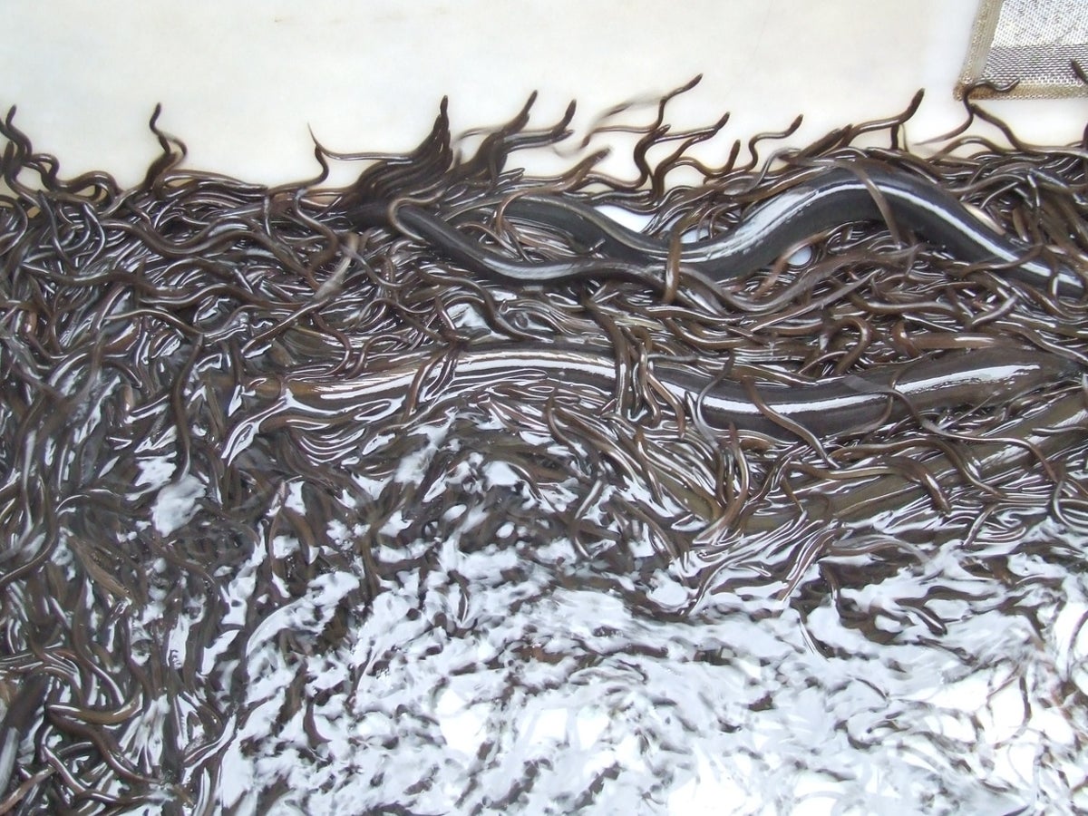 Thousands of eels die mysteriously in New Zealand