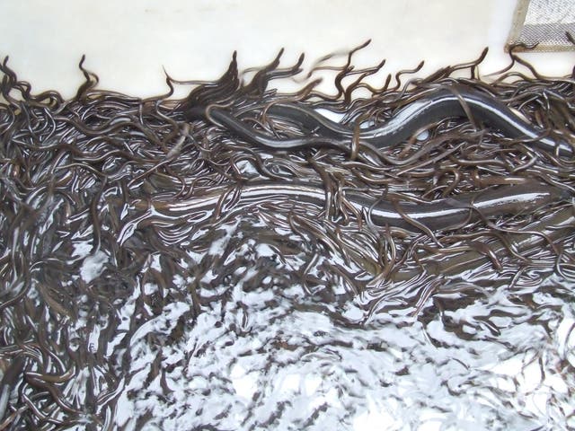 <p>Juvenile eels, known as elvers, migrate upstream between late November and early March when temperatures reach about 16C</p>