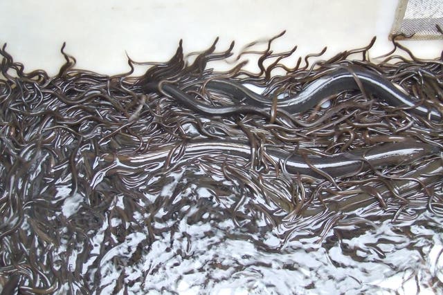 <p>Juvenile eels, known as elvers, migrate upstream between late November and early March when temperatures reach about 16C</p>