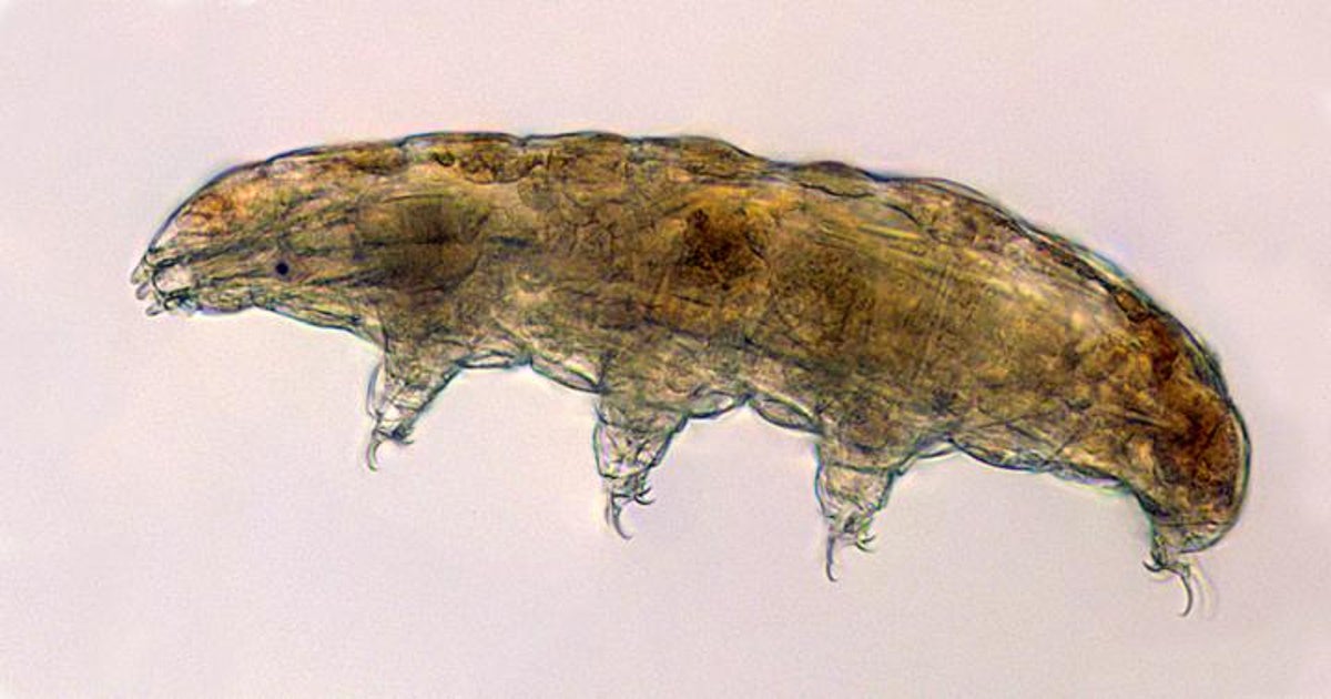 Protein found in tardigrades shown to slow down human ageing