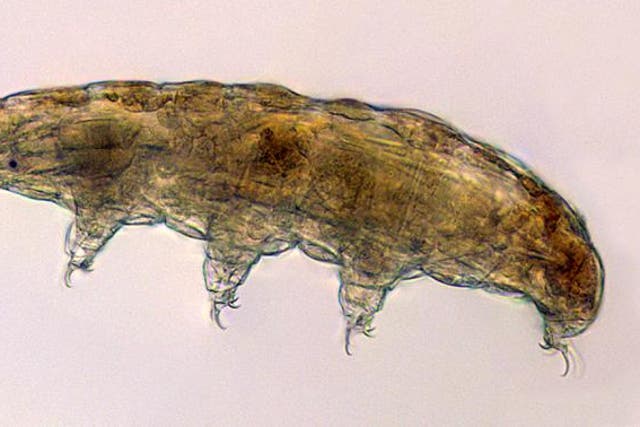 <p>Tardigrades, or water bears, sent to the space station to identify genes involved in its adaptation to high stress environments</p>
