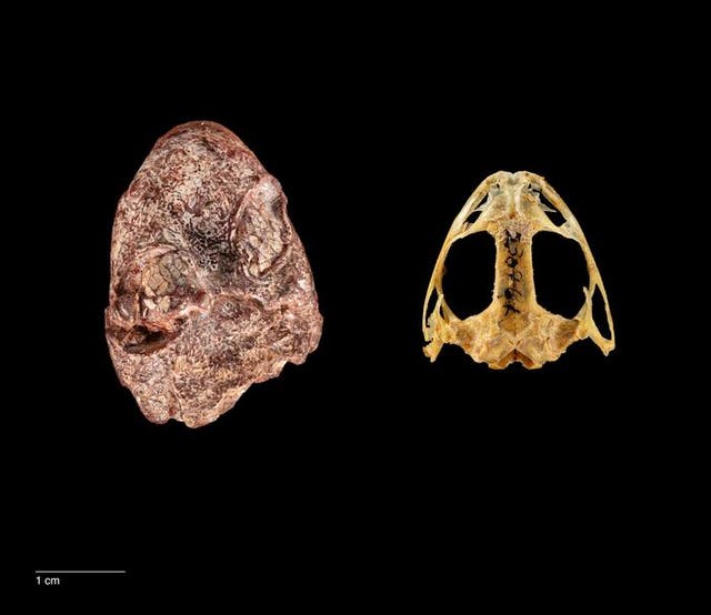 <p>Fossil skull of Kermitops (left) alongside a modern frog skull </p>