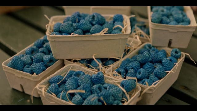 <p>The UK’s only blue raspberry farm now open - but all is not what it seems.</p>