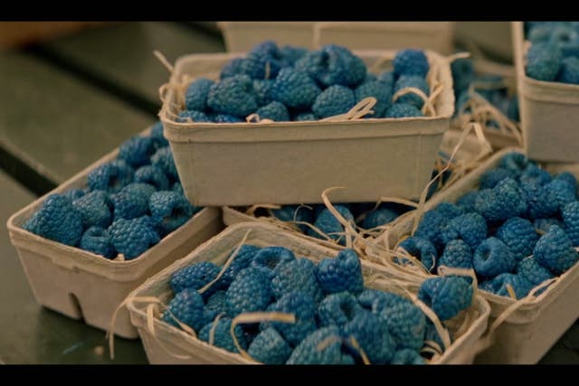 <p>The UK’s only blue raspberry farm now open - but all is not what it seems.</p>