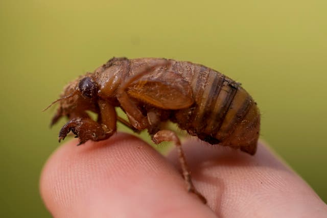 APTOPIX Cicadas Invasion