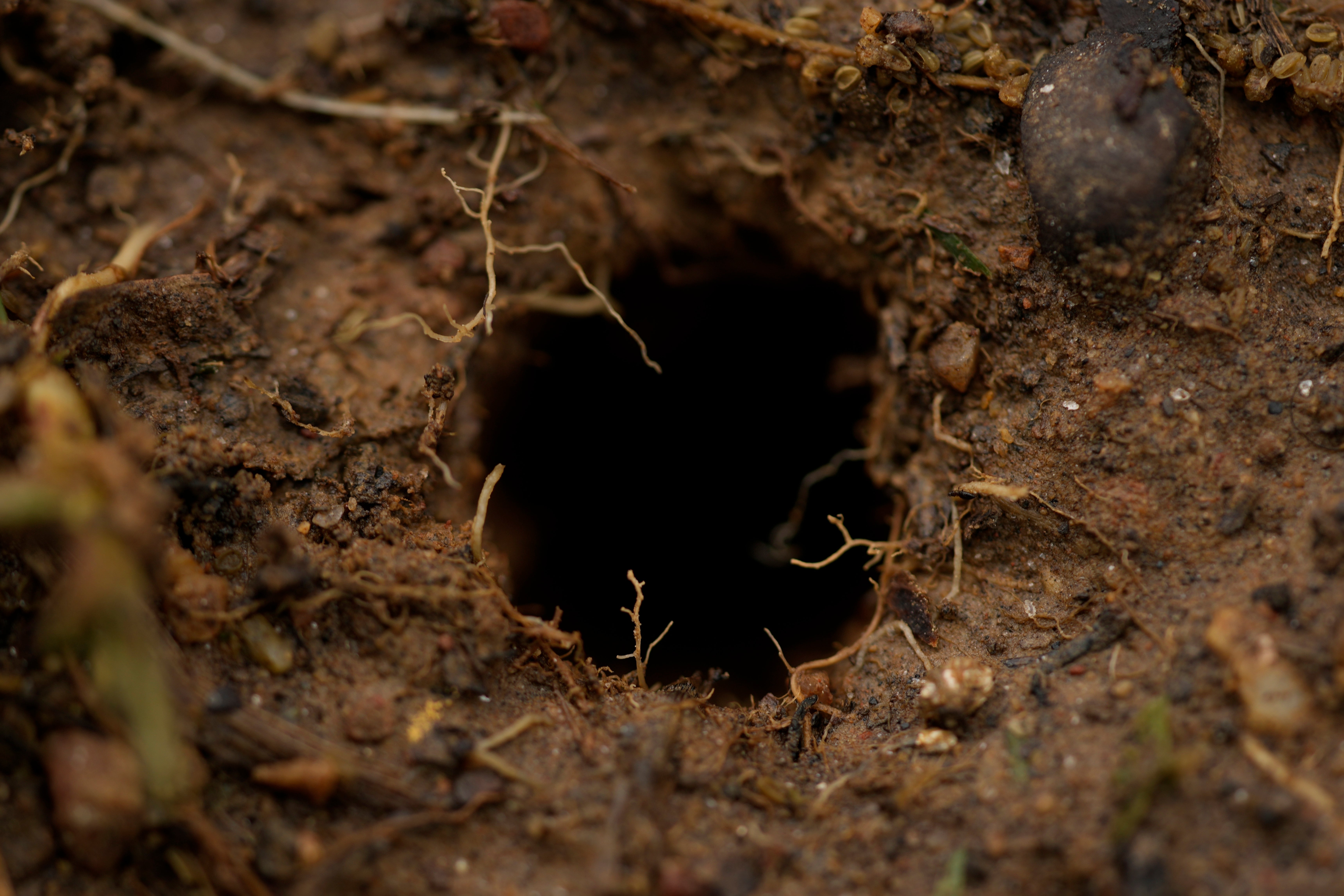 A cicada hole is seen in the soil after a heavy rain on the campus of Wesleyan College in Macon