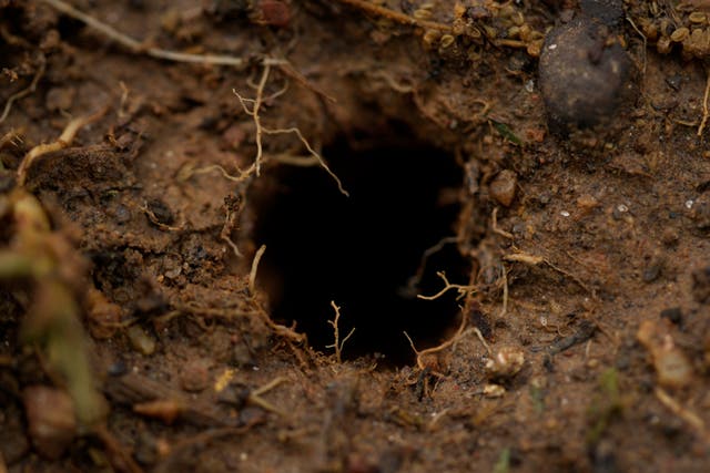 <p>A cicada hole is seen in the soil after a heavy rain on the campus of Wesleyan College in Macon</p>