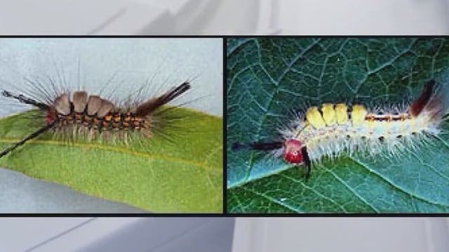 <p>Tussock Moth Caterpillar invasion.</p>