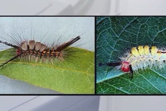 <p>Tussock Moth Caterpillar invasion.</p>