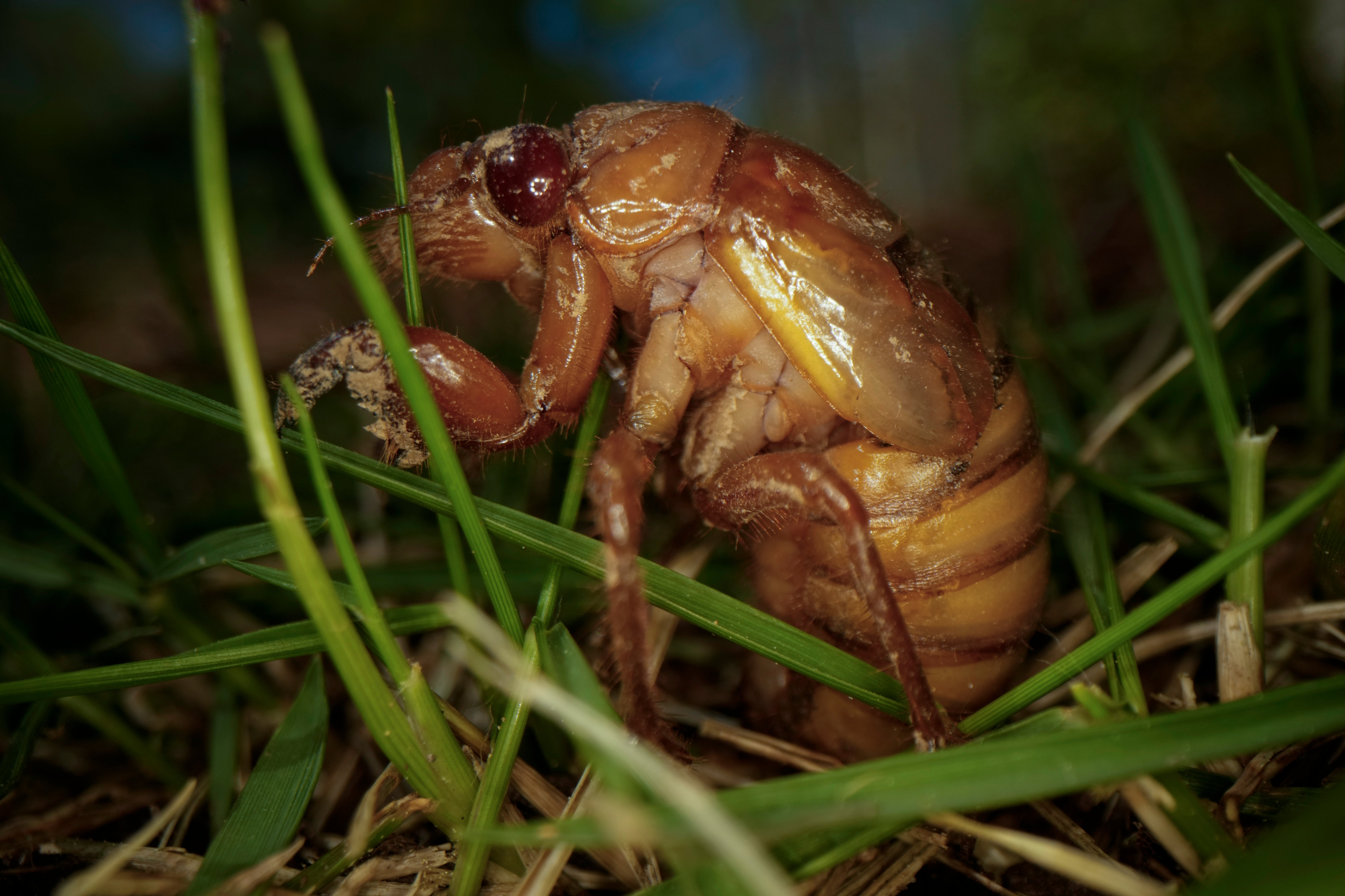 APTOPIX Cicadas Weirdness