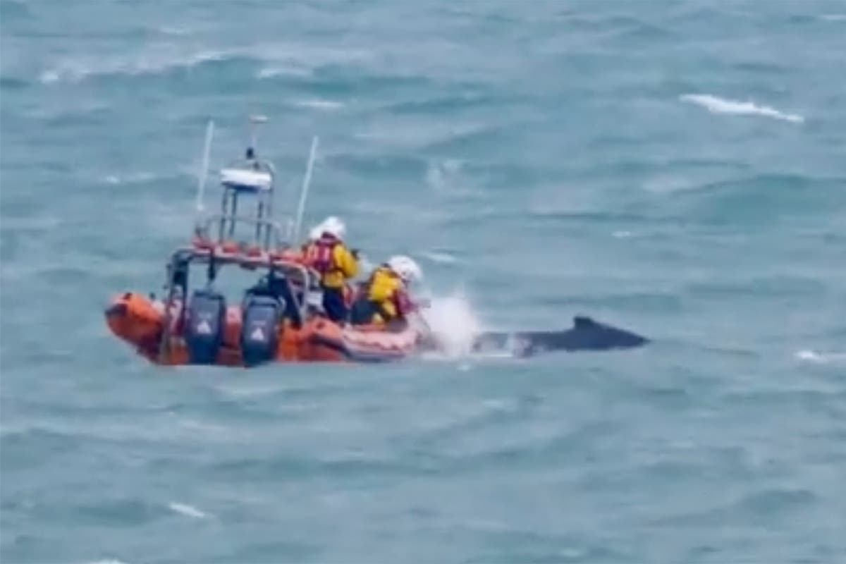 Entangled humpback whale caught in fishing rope dramatically freed by lifeboat volunteers