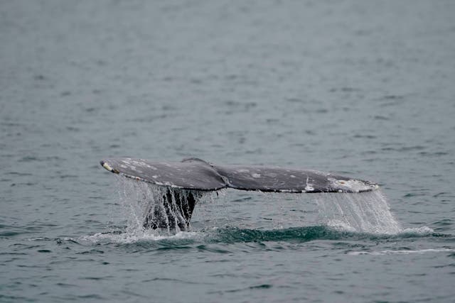Pacific Gray Whales