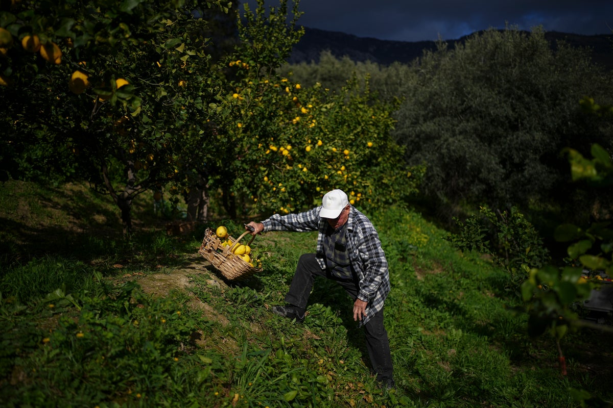 On French Riviera hillsides, the once-dominant Menton lemon gets squeezed by development