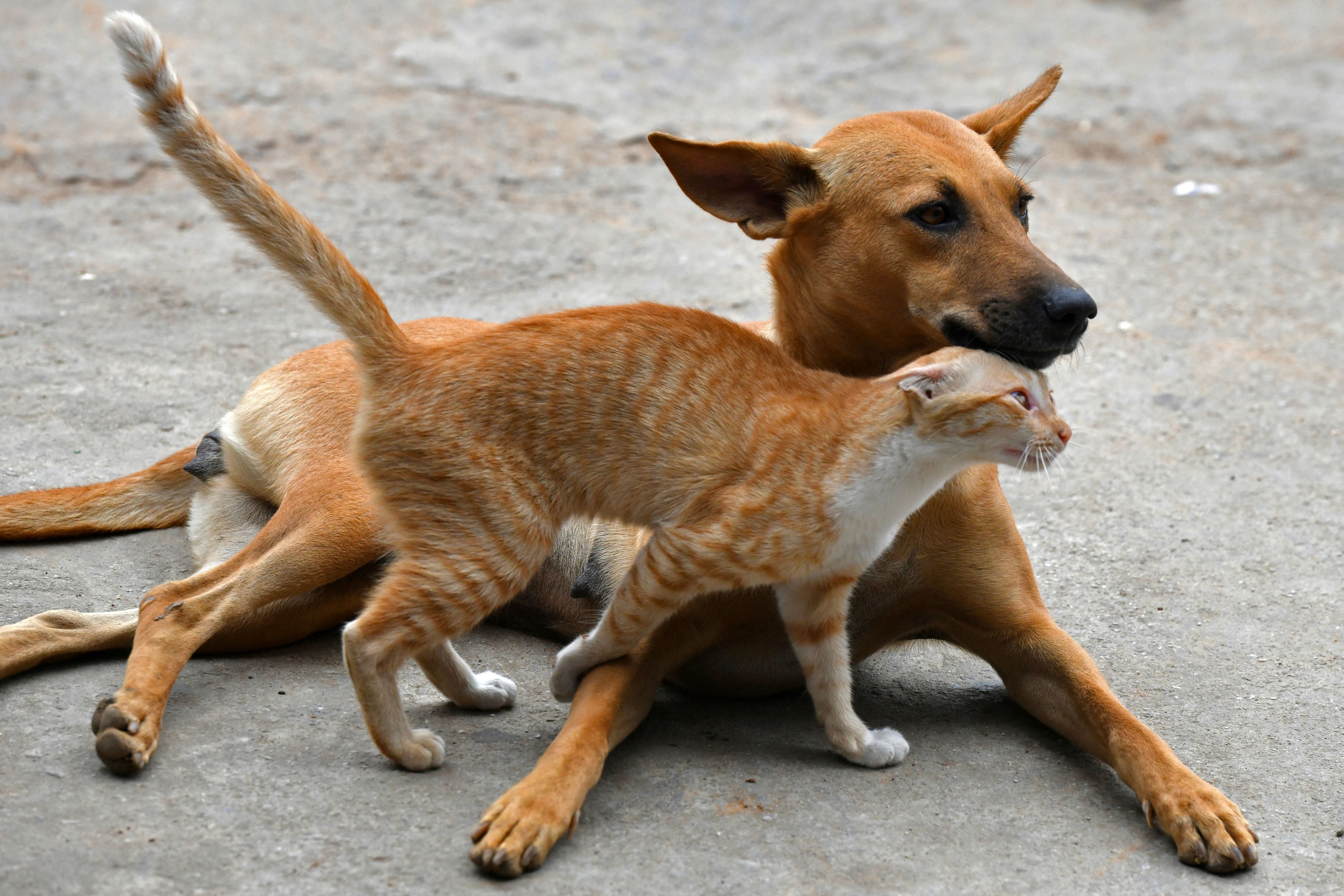 A stray cat and a dog play on a street in Bangalore