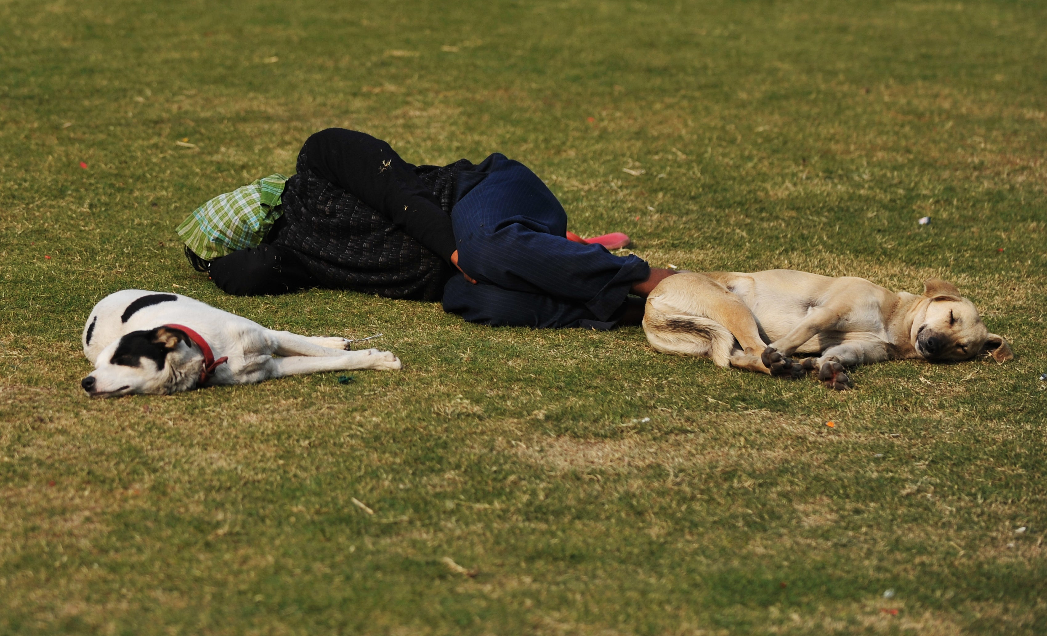 A man takes a nap next to street dogs inside a public park during a sunny day in New Delhi