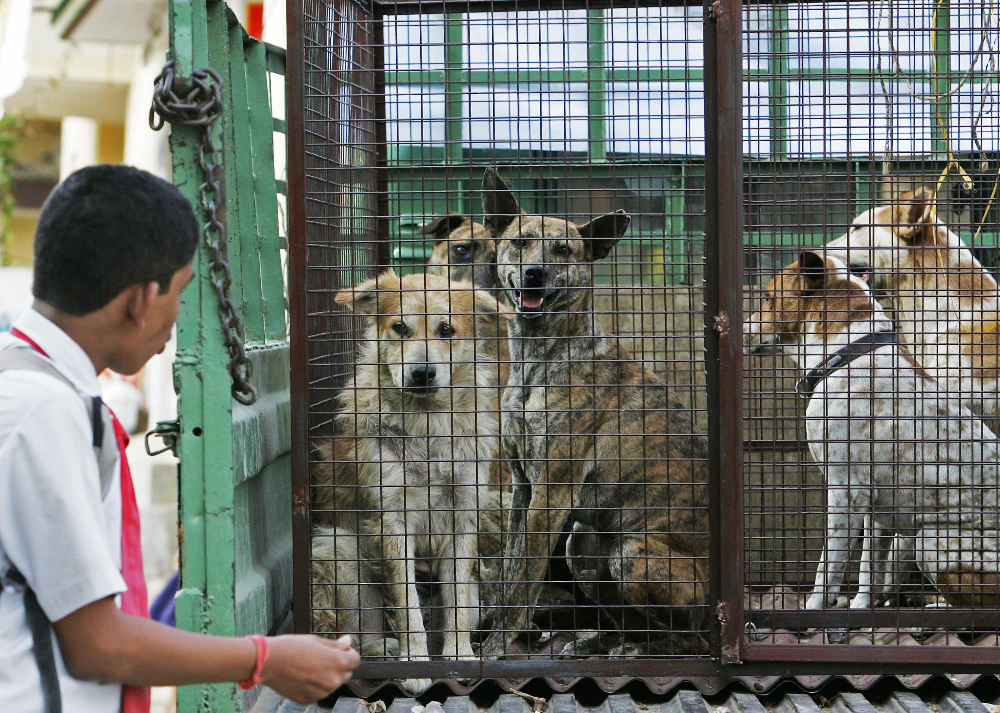 An Indian school student looks at stray dogs inside a cage on the back of a truck in Bangalore